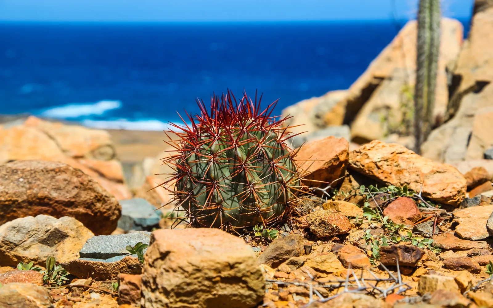 Cactus entre rocas frente a la costa azul de Aruba