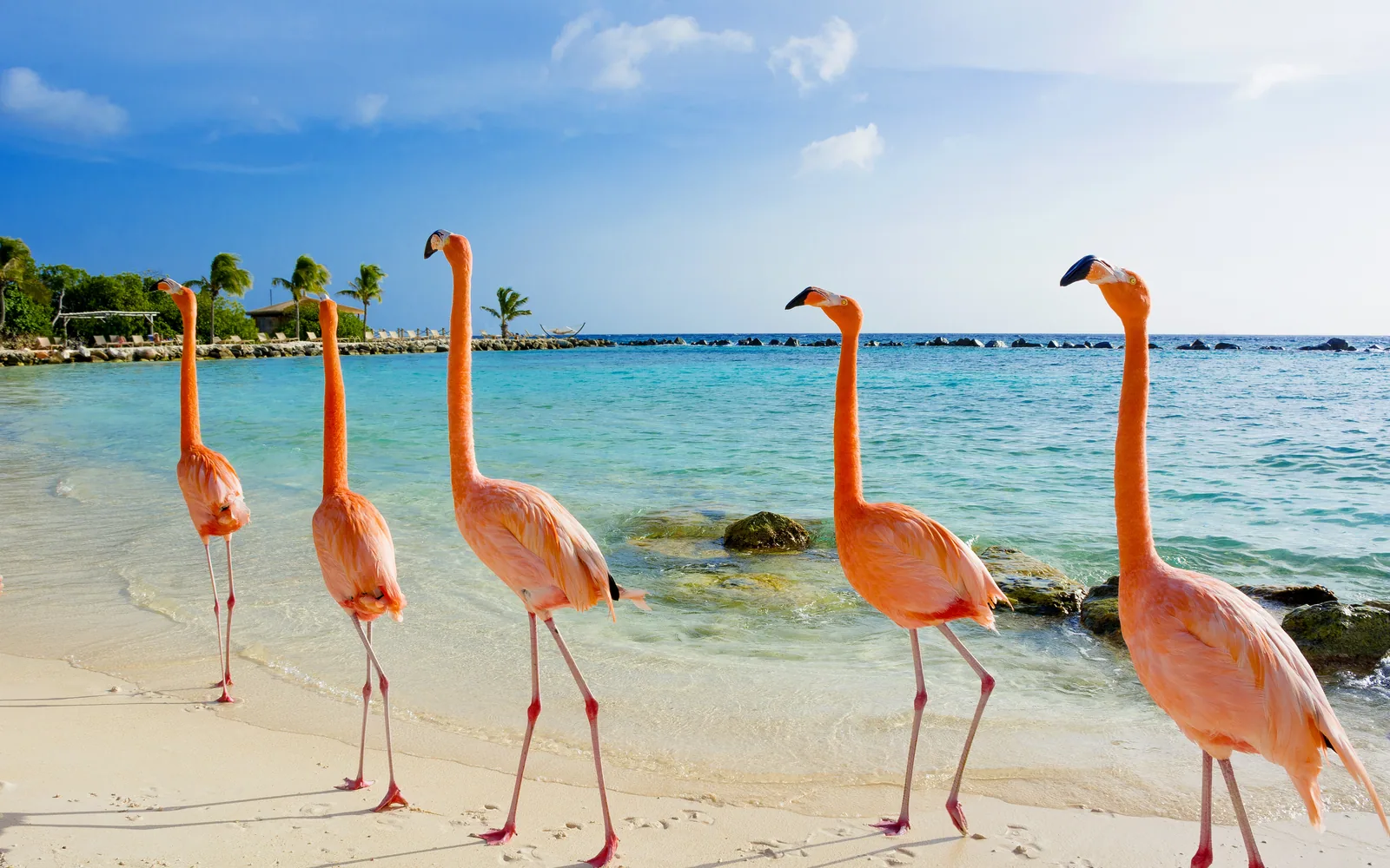 Flamencos junto al mar Caribe en Aruba